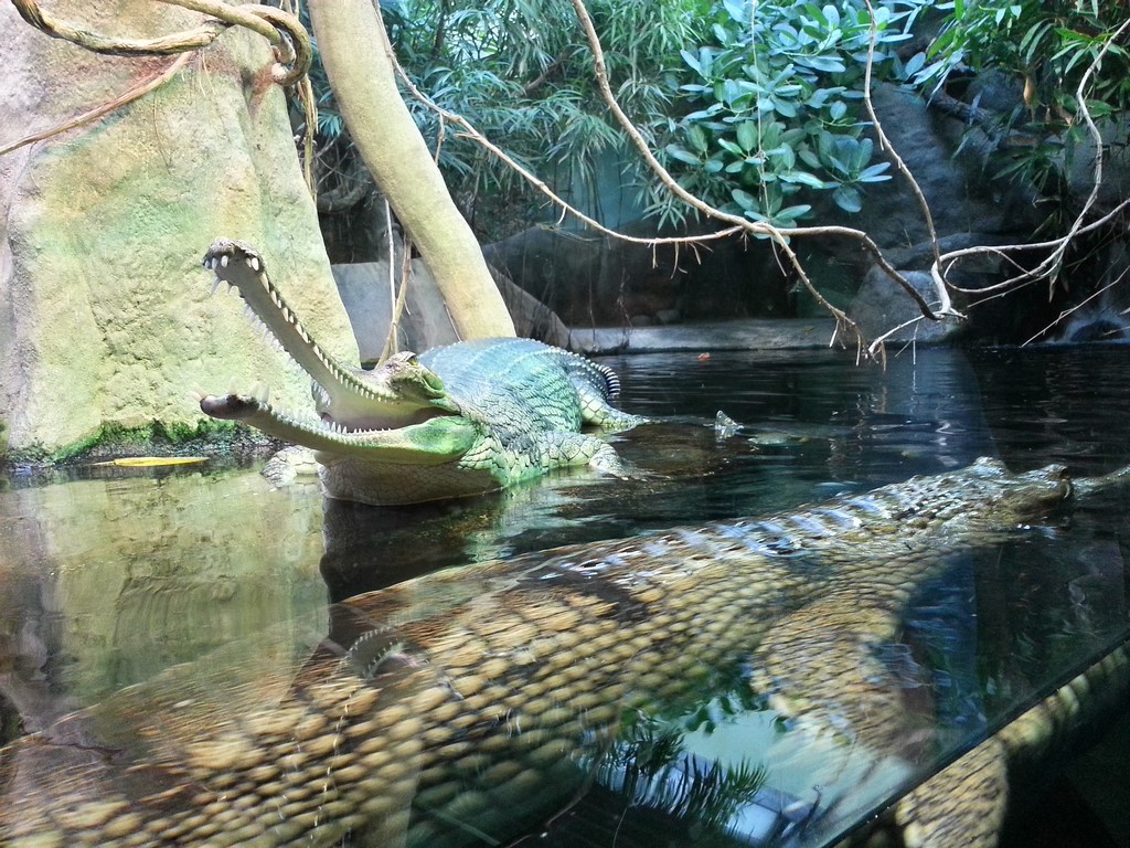 Krokodili v ZOO Praga
